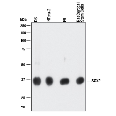 Detection of Human, Mouse, and Rat SOX2 antibody by Western Blot.