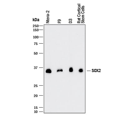 Detection of Human, Mouse, and Rat SOX2 antibody by Western Blot.