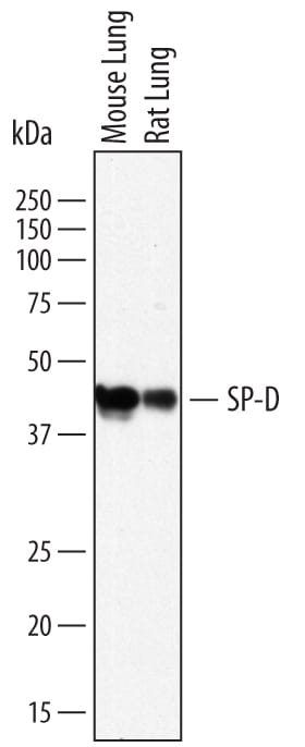 Detection of Mouse and Rat SP-D antibody by Western Blot.