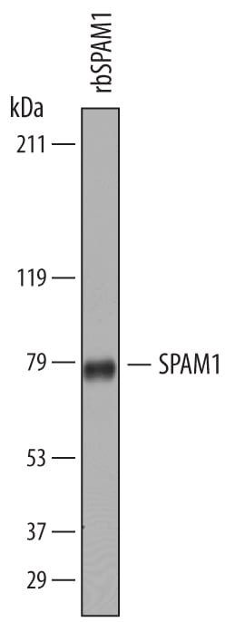 Detection of Bovine SPAM1 antibody by Western Blot.