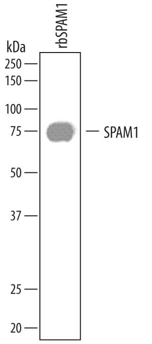Detection of Bovine SPAM1 antibody by Western Blot.