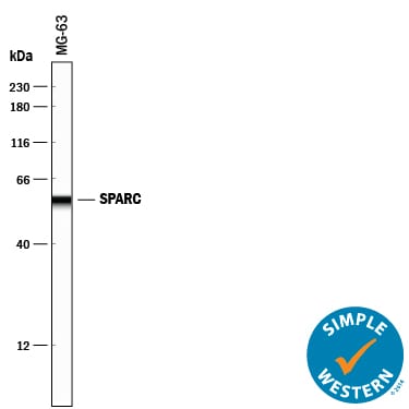 Detection of Human SPARC antibody by Simple WesternTM.