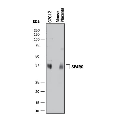 Detection of Mouse SPARC antibody by Western Blot.