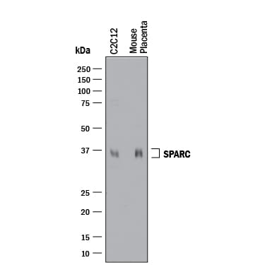 Detection of Mouse SPARC antibody by Western Blot.
