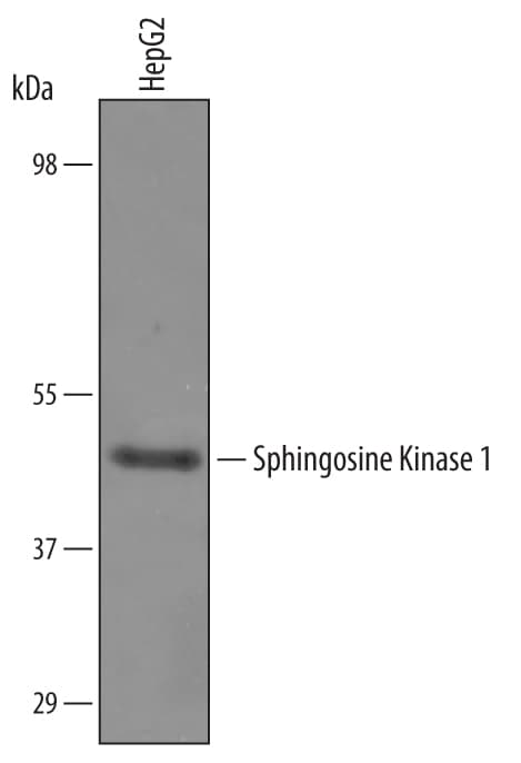 Detection of Human Sphingosine Kinase 1/SPHK1 antibody by Western Blot.