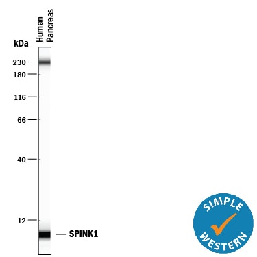 Detection of Human SPINK1 antibody by Simple WesternTM.