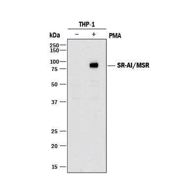 Detection of Human SR-AI/MSR antibody by Western Blot.