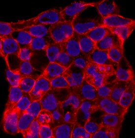 SSEA-1 antibody in D3 Mouse Cell Line by Immunocytochemistry (ICC).