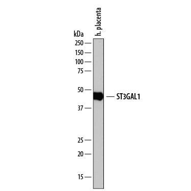 Detection of Human ST3  beta -Gal a-2,3-Sialyltransferase 1/ST3GAL1 antibody by Western Blot.