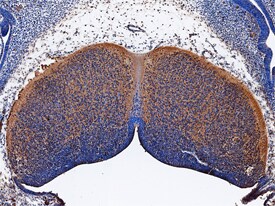 a-2,8-Sialyltransferase 8B/ ST8SIA2 antibody in Mouse Embryo by Immunohistochemistry (IHC-Fr).