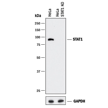 Western Blot Shows Human STAT1 Antibody Specificity by Using Knockout Cell Line.