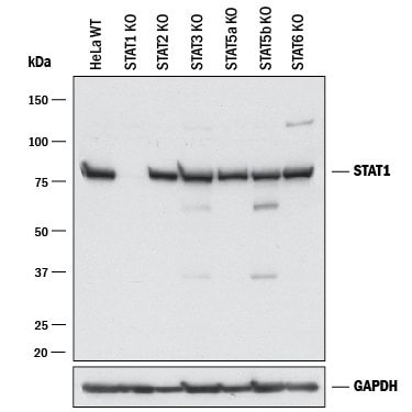 Western Blot Shows Human STAT1 Antibody Specificity by Using Knockout Cell Line.