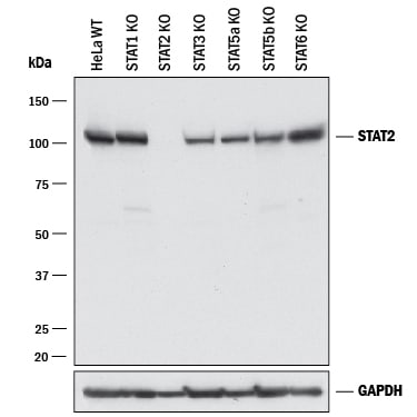 Western Blot Shows Human STAT2 Antibody Specificity by Using Knockout Cell Line.