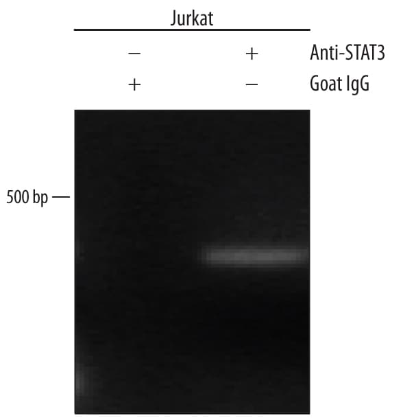 Detection of STAT3-regulated Genes antibody by Chromatin Immunoprecipitation.
