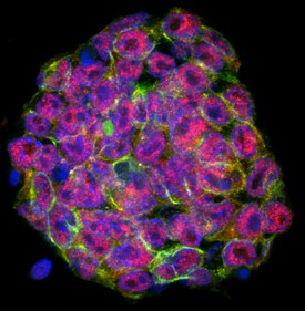 STAT3 antibody in D3 Mouse Cell Line by Immunocytochemistry (ICC).