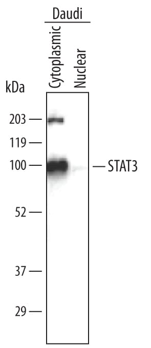 Immunoprecipitation of Human STAT3.