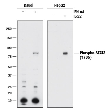Detection of Human Phospho-STAT3 (Y705) antibody by Western Blot.