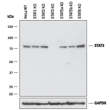 Western Blot Shows Human STAT3 Antibody Specificity by Using Knockout Cell Line.