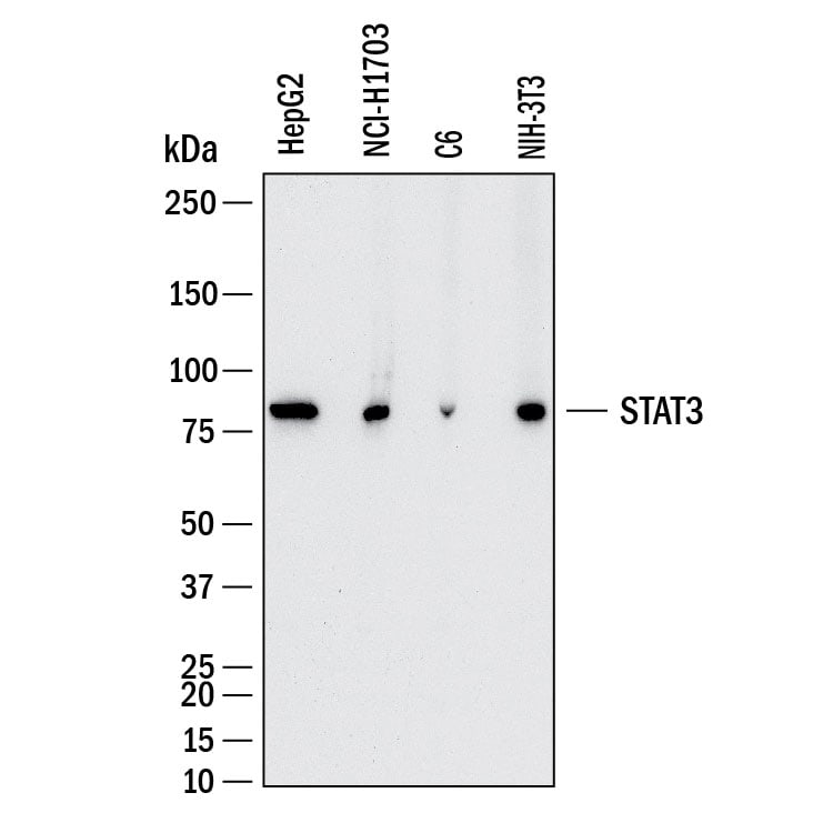 Detection of Human STAT3 antibody by Western Blot.