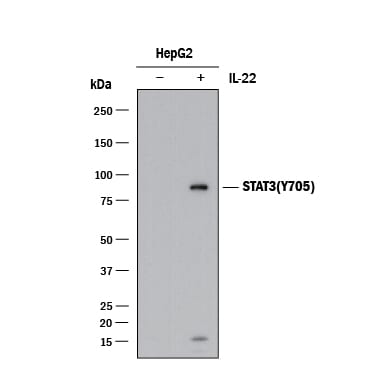 Detection of Human Phospho-STAT3 (Y705) antibody by Western Blot.