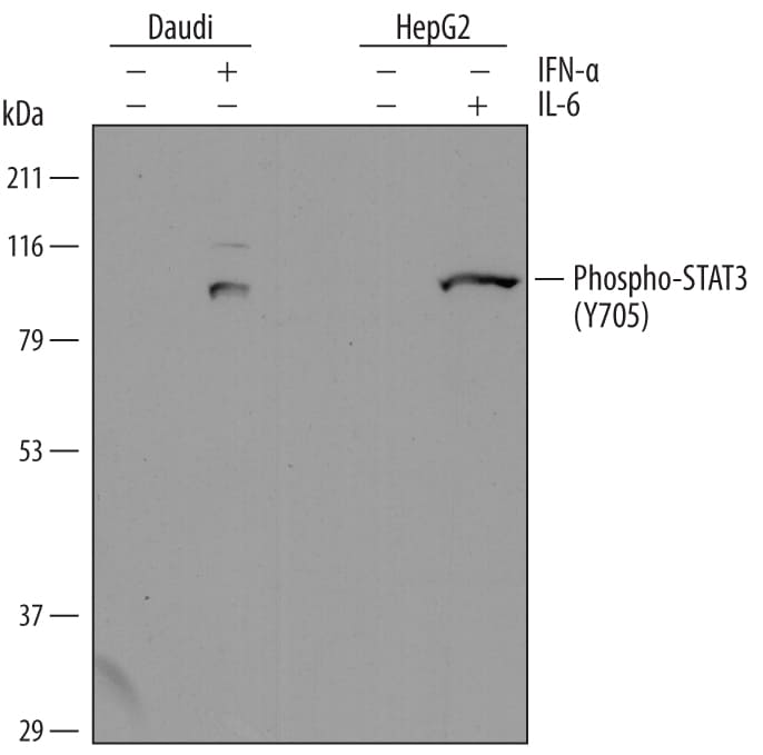 Detection of Human Phospho-STAT3 (Y705) antibody by Western Blot.