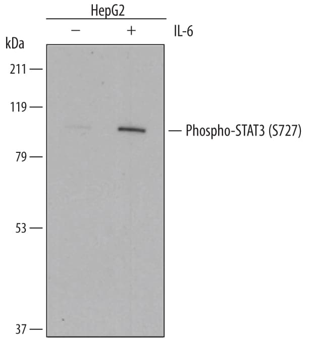 Detection of Human Phospho-STAT3 (S727) antibody by Western Blot.