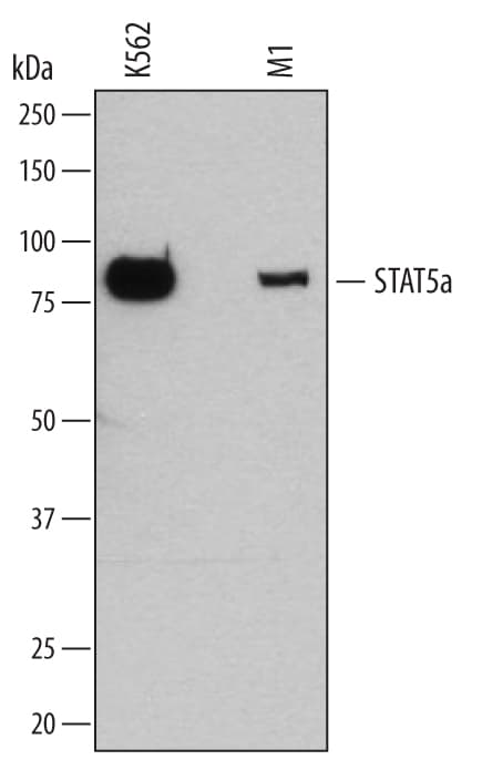 Detection of Human and Mouse STAT5a antibody by Western Blot.