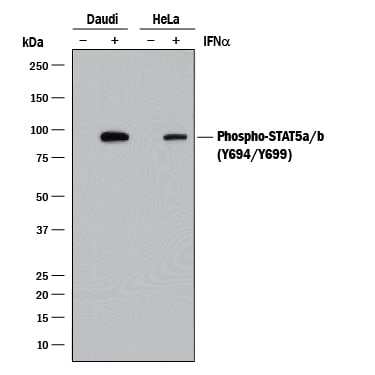 Detection of Human Phospho-STAT5a/b (Y694/Y699) antibody by Western Blot.