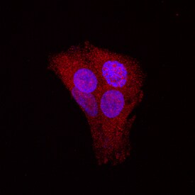 STAT5b antibody in HepG2 Human Cell Line by Immunocytochemistry (ICC).