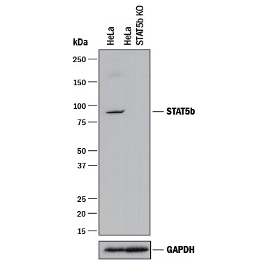 Western Blot Shows Human STAT5b Antibody Specificity by Using Knockout Cell Line.