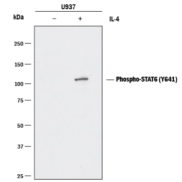 Detection of Human Phospho-STAT6 antibody by Western Blot.
