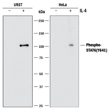 Detection of Human Phospho-STAT6 antibody by Western Blot.