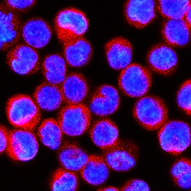 STING/TMEM173 antibody in U937 Human Cell Line by Immunocytochemistry (ICC).