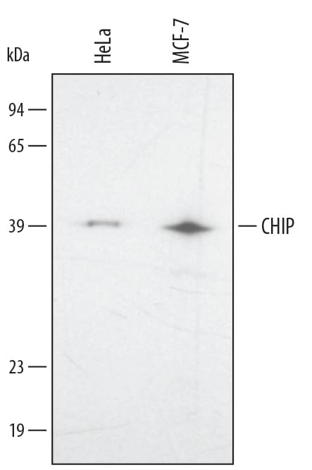Detection of Human CHIP/STUB1 antibody by Western Blot.