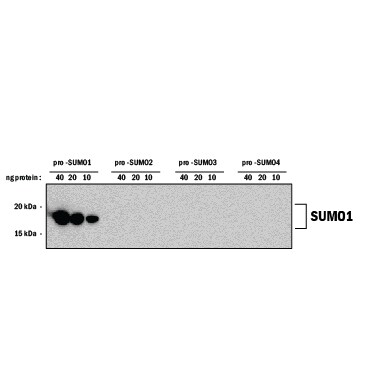 Detection of Human SUMO1 antibody by Western Blot.