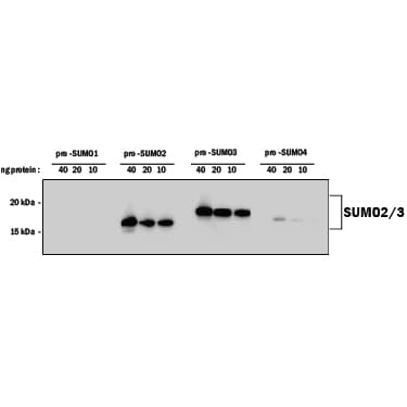 Detection of Human SUMO2/3 antibody by Western Blot.