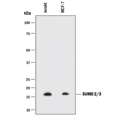Detection of Human SUMO2/3 antibody by Western Blot.