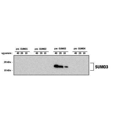 Detection of Human SUMO3 antibody by Western Blot.