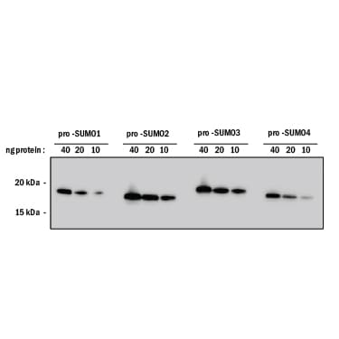 Detection of Human SUMO antibody by Western Blot.