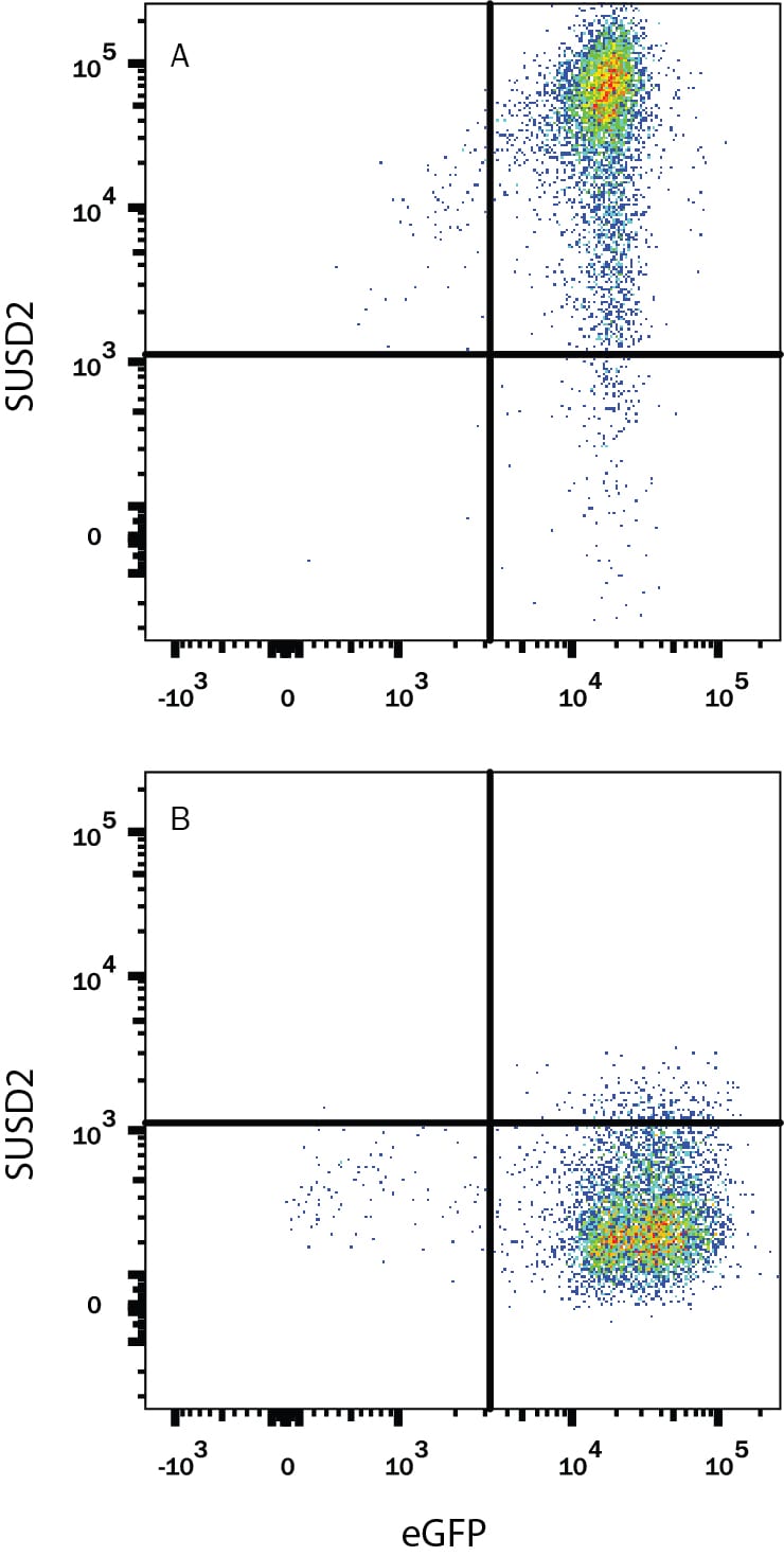 Detection of SUSD2 antibody in HEK293 Human Cell Line Transfected with Human SUSD2 and eGFP antibody by Flow Cytometry.