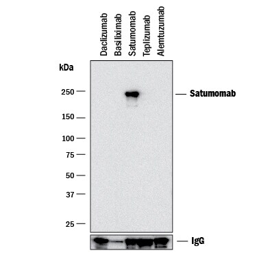 Detection of Satumomab antibody by Western Blot.