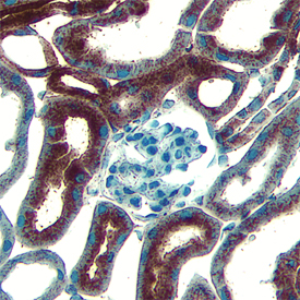 Sca‑1/Ly6 antibody in Mouse Kidney by Immunohistochemistry (IHC-Fr).