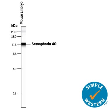 Detection of Mouse and Rat Semaphorin 4C antibody by Simple WesternTM.