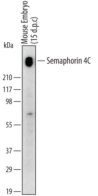Detection of Mouse Semaphorin 4C antibody by Western Blot (Non-Reducing).