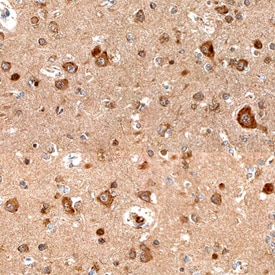 Semaphorin 4C antibody in Human Brain by Immunohistochemistry (IHC-P).