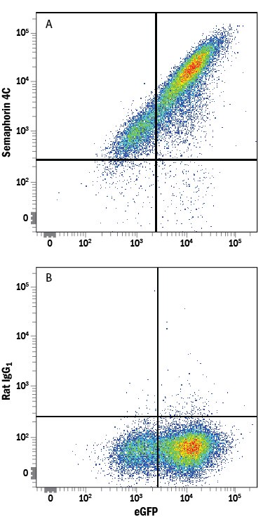 Detection of Semaphorin 4C antibody in HEK293 Human Cell Line Transfected with Mouse Semaphorin 4C and eGFP antibody by Flow Cytometry.
