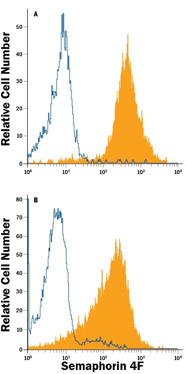 Detection of Semaphorin 4F antibody in Mouse Cortical Stem Cells and bEnd.3 Mouse Cell Line antibody by Flow Cytometry.