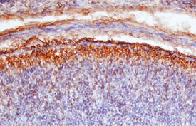 Semaphorin 4G antibody in Mouse Embryo by Immunohistochemistry (IHC-Fr).