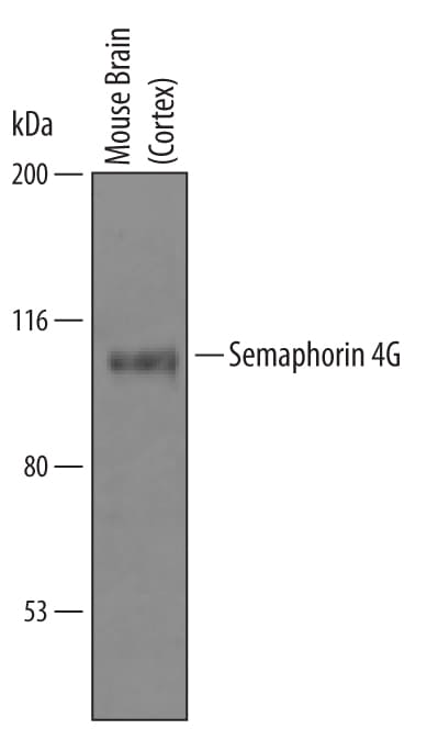 Detection of Mouse Semaphorin 4G antibody by Western Blot.