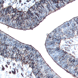 Semaphorin 6C antibody in Mouse Embryo by Immunohistochemistry (IHC-Fr).